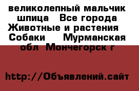 великолепный мальчик шпица - Все города Животные и растения » Собаки   . Мурманская обл.,Мончегорск г.